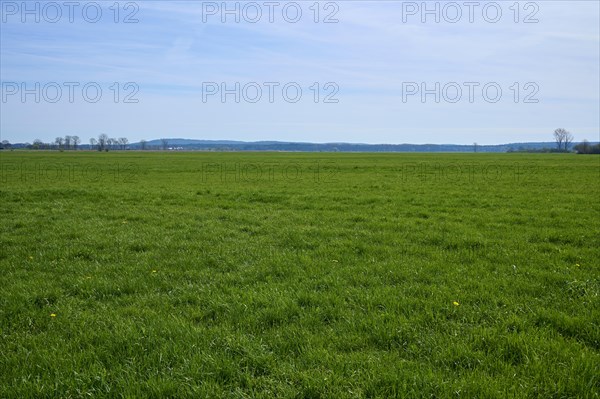 Meadow landscape
