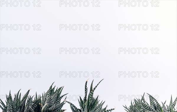 View small zebra cactus plants