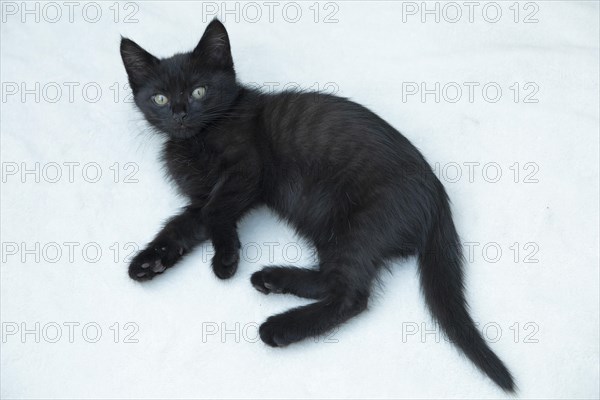 Nine-week-old black kitten lying on floor
