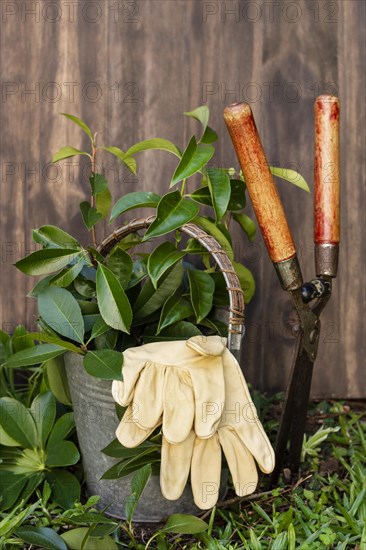 Plants pot with watering can