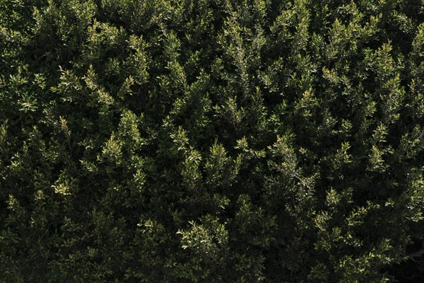 Natural vegetation texture