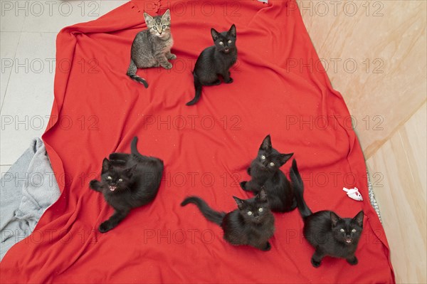 Six nine-week-old kittens sit on blanket and look at camera