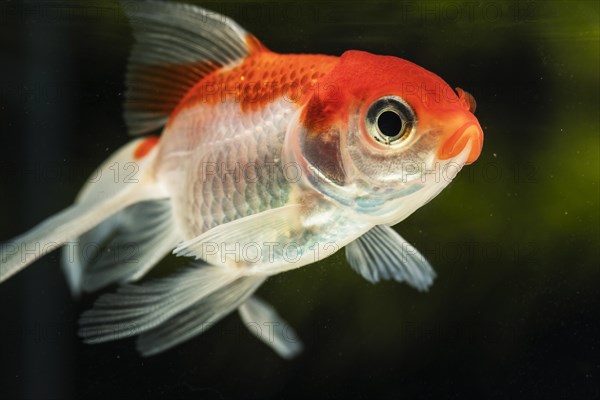 Close up focused betta fish green blurred background