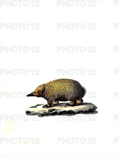 Mammals