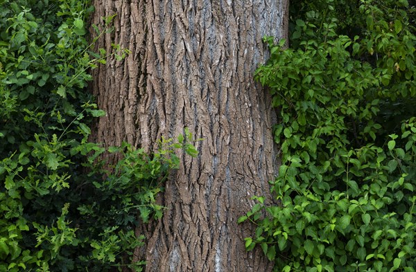 Tree trunk of an old lime tree