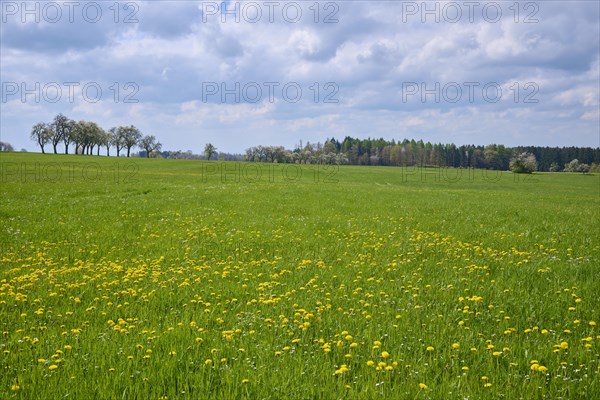 Meadow Landscape