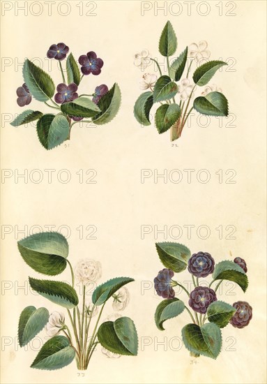 Scented violet