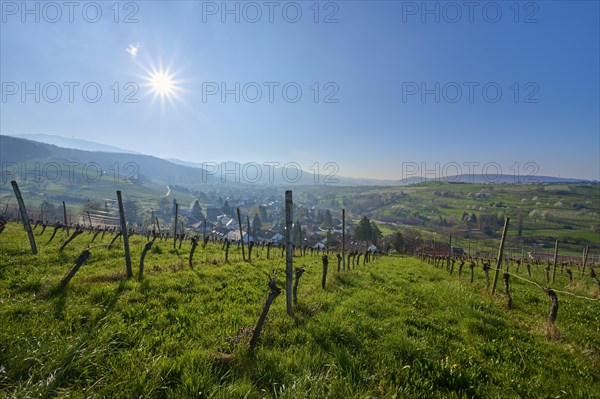 Vineyards
