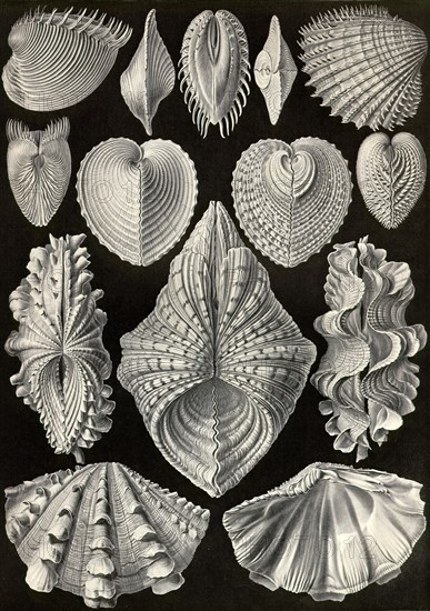 Acephala