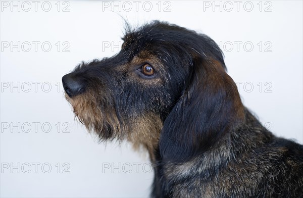 Rough-haired dachshund