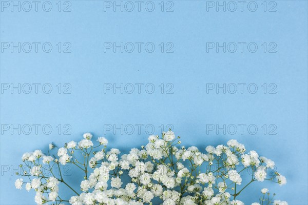 Beautiful white baby s breath flowers arranged blue backdrop