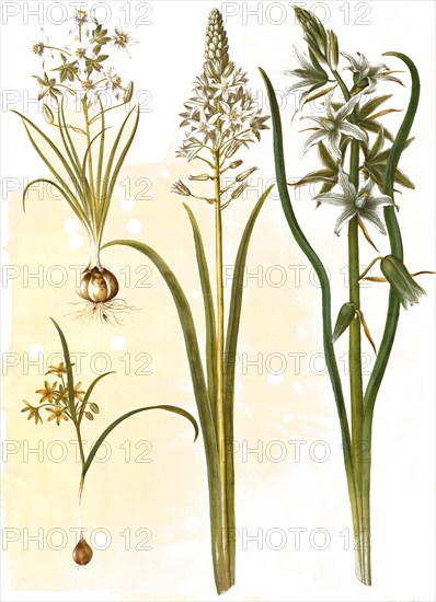 (Ornithogalum umbellatum), diet-bird's milk, Ornithogalum pyramidale, Pyramid bird's milk, Forest
