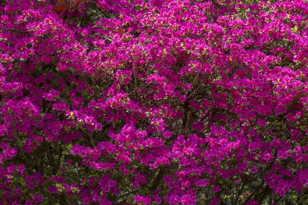 Red flowering azalea