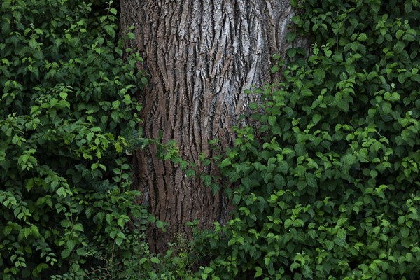 Tree trunk of an old lime tree