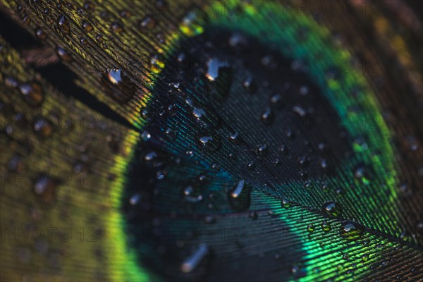 Water drops beautiful peacock wall textured backdrop