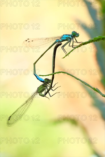 Azure damselfly