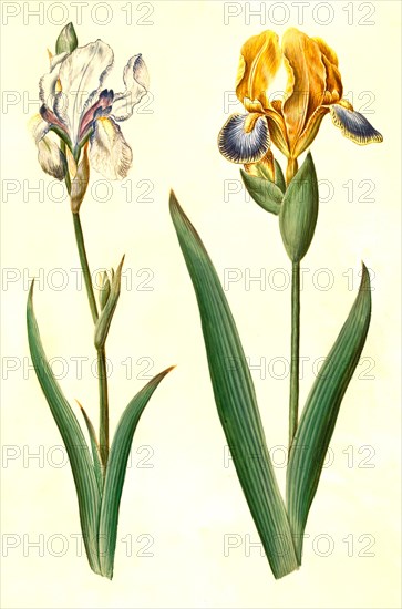 (Iris pallida), pale iris and Iris variegata, variegated iris, Historic, digitally restored