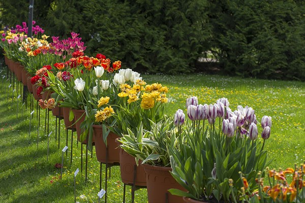 Tulips