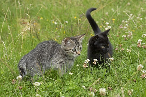 Two nine-week-old kittens sitting together in the grass