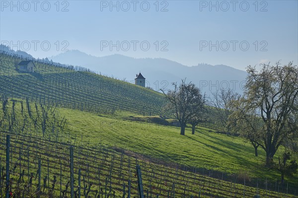 Vineyards