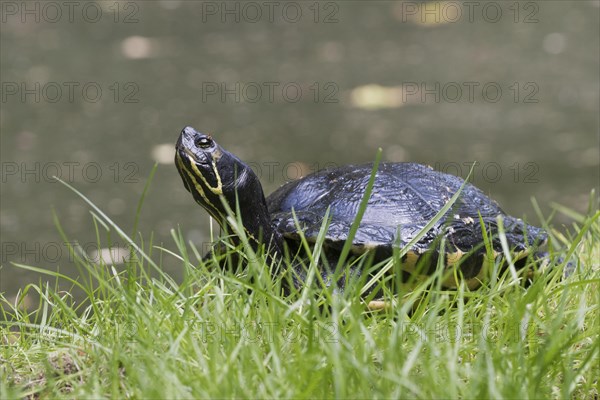 Yellow-bellied slider