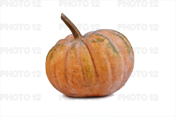 Orange musque de Provence pumpkin on white background