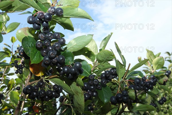 Aronia or chokeberry