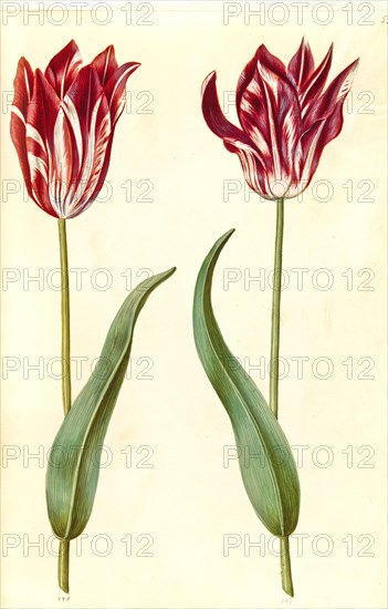 Garden tulip