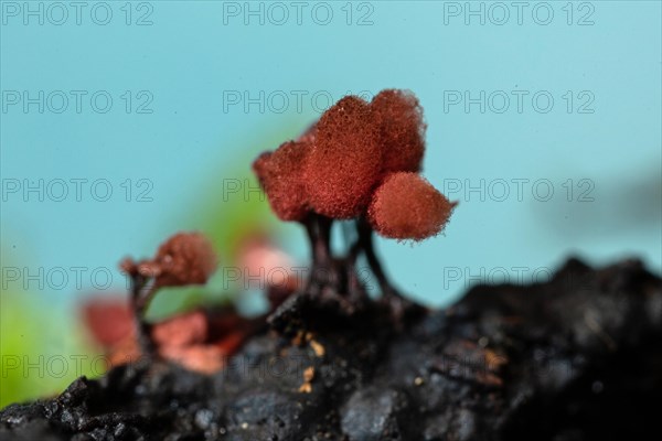 Brick-red stalk slime mould several fruiting bodies with dark stalks and woolly-felty red hats next to each other in front of blue sky