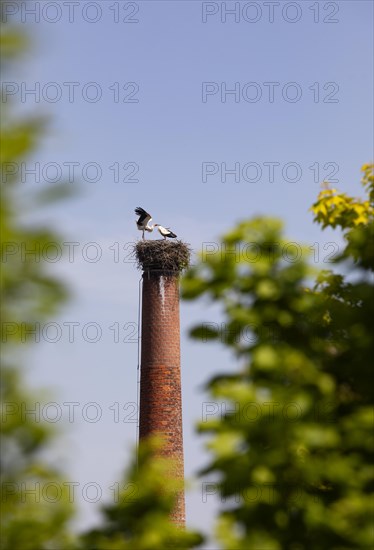 Stork nest with two storks on a chimney