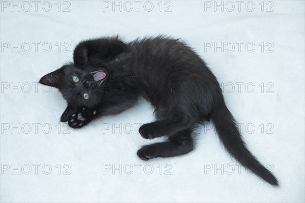 Nine-week-old black kitten lying on floor