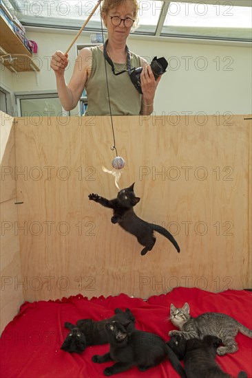 Woman makes nine-week-old kitten jump