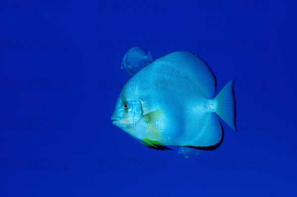 Orbicular batfish