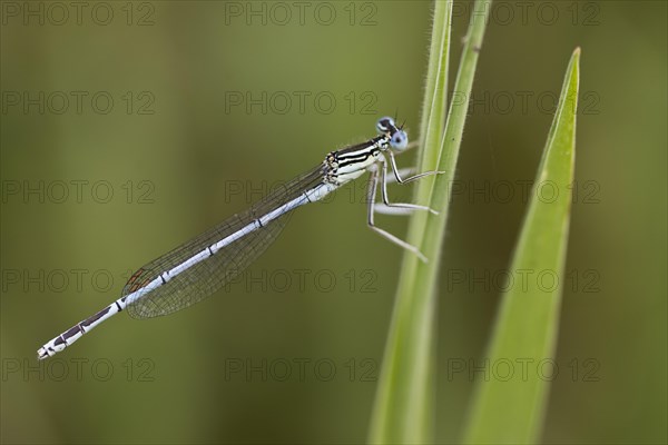 Feather damselfly