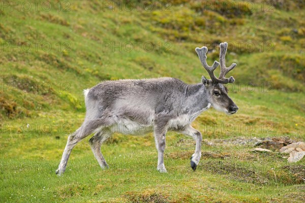 Moulting reindeer