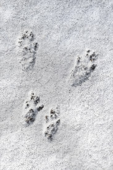 Close-up of footprints showing paw pads from red squirrel