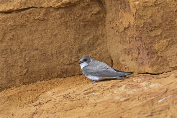 European sand martin