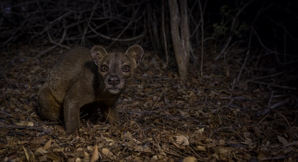 Fossa