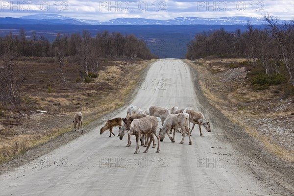 Herd of domesticated reindeer