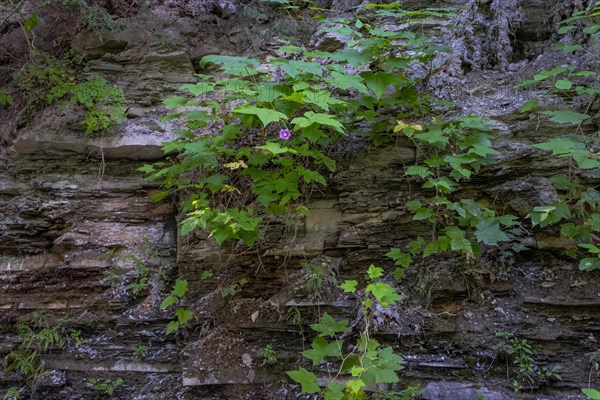 Letchworth State Park