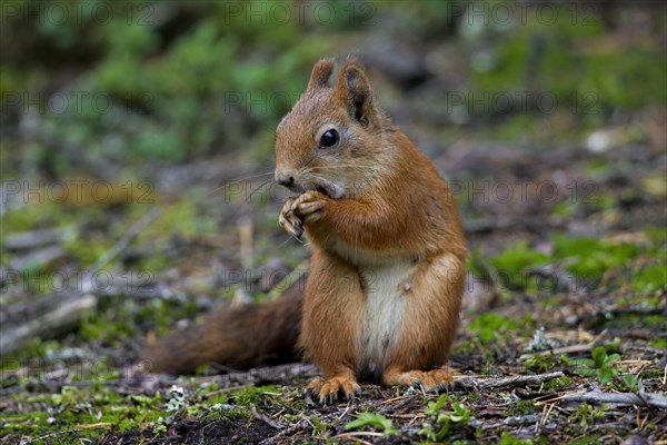 Eurasian red squirrel