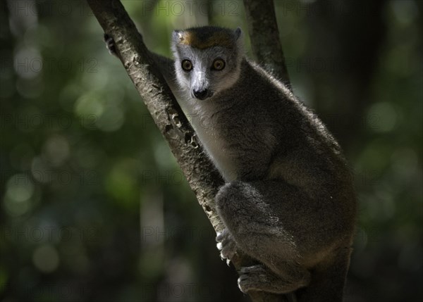 Crowned lemur