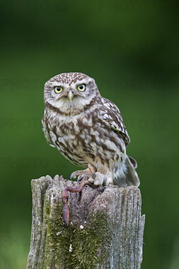Ringed little owl
