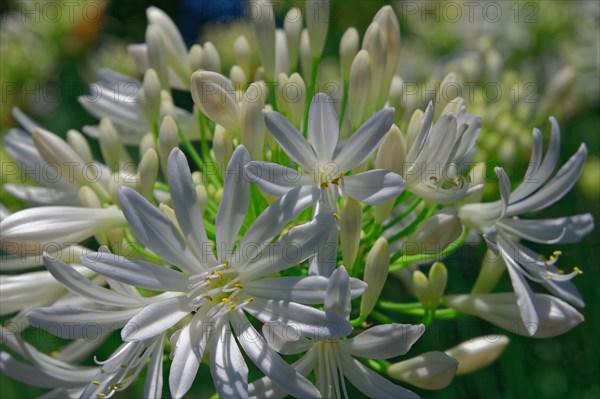 African love flower