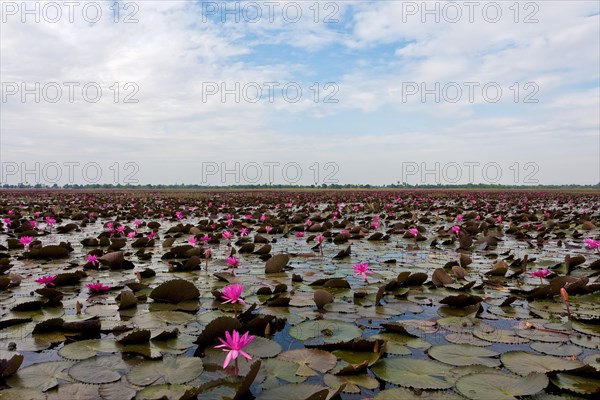 Lake with water lilies