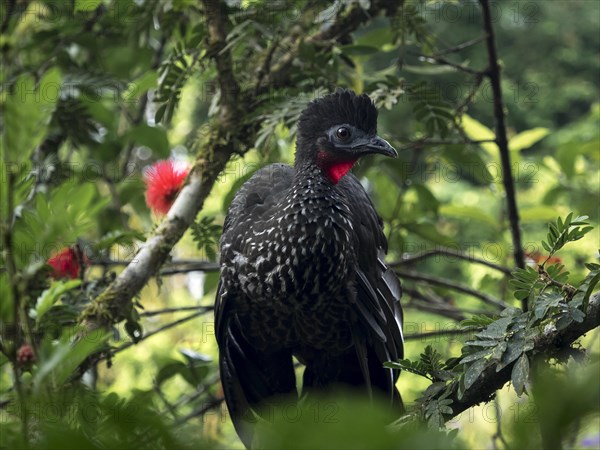 Crested guan