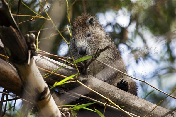 Desmarest's hutia