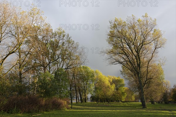 Gallery forest in autumn on the Unterweserinsel Strohauser Plate