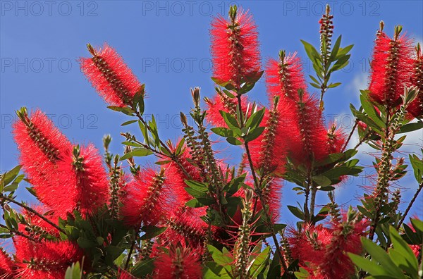 Bottlebrush