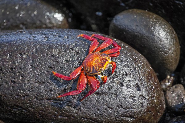Red rock crab